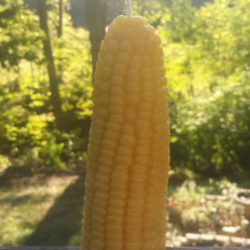 Candle – Corn